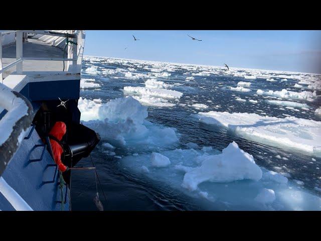 Greenland longline fishing 2023