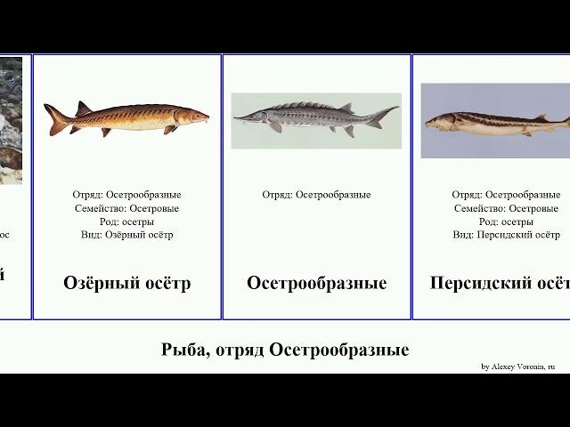 Рыба, отряд Осетрообразные осётр fish лопатонос Китайский Амударьинский Атлантический Catch малый