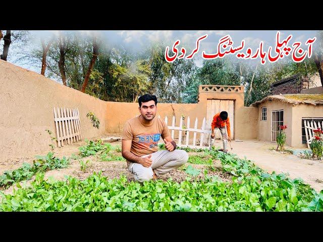 AJ First Harvesting Kr di | Pakistan Village food | Shoaib Maharzada