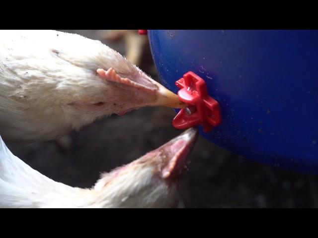 Columbus Aqua Side Mount (Horizontal) Chicken Nipples Are The Best DIY Waterer For Chickens