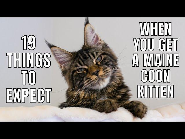 19 Things to Expect When You Get a Maine Coon Kitten