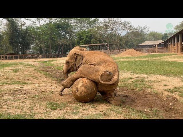 Playful Elephants at Elephant Nature Park! - ElephantNews