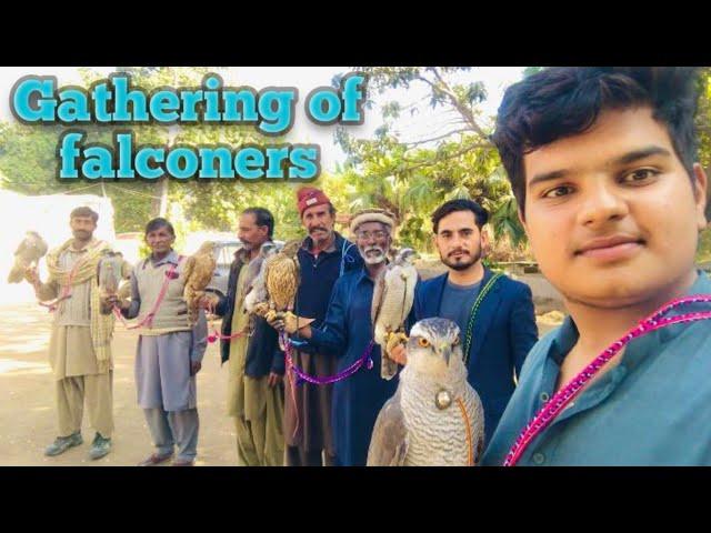 Introduction to falconry with senior falconers || falconry art of kings