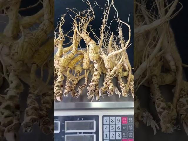 Top-Quality Forest Ginseng Roots - Organic Herbal Supplement Bulk Discount #ginseng