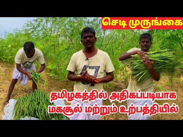 chedi murungai valarpu tamil | drumstick farming in tamilnadu | karumbu murungai | Valarum Velanmai