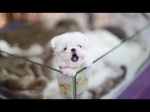 Teacup puppy! Maltese