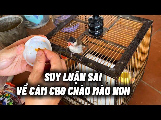 Suy luận sai lầm về Cám cho chào mào non ăn