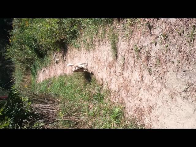 Biscuit zoomies