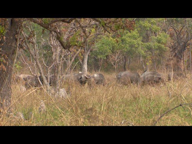 African Buffalo Hunt. Tanzania Buffalo Hunting at it's Best #1