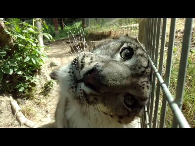 Snow leopard purr