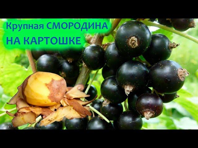 Удобрение и подкормка смородины картофельными очистками