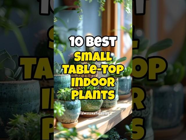 Best small table-top indoor plants for home & office 