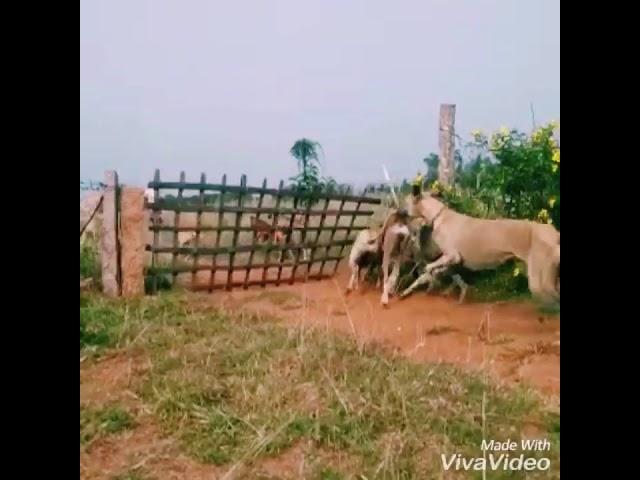 Chippiparai dog jump