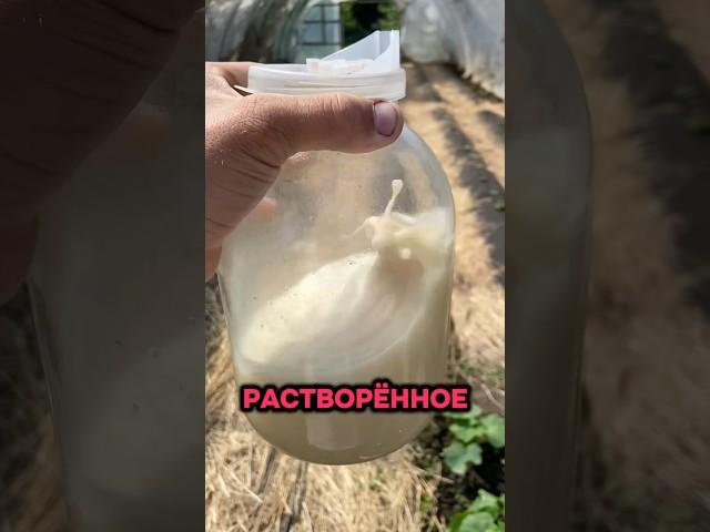 Огурцы вам скажут СПАСИБО #обзор #прикормка #удобрение #гмо #огурчики