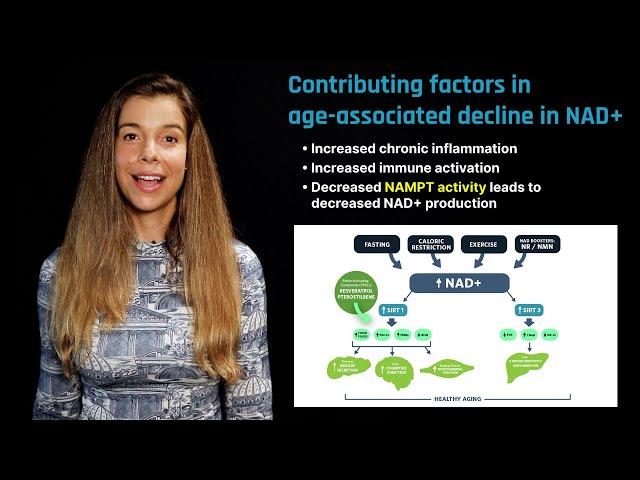 NAD+ in Aging: Role of Nicotinamide Riboside and Nicotinamide Mononucleotide