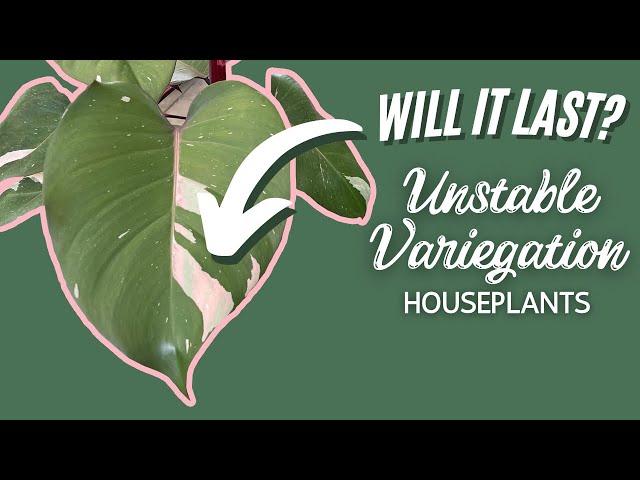 20 Unstable Variegated Plants | Houseplant Variegation That Reverts