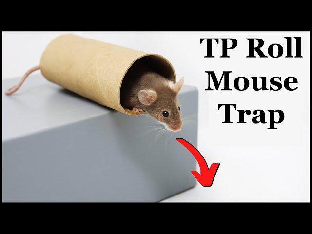 The Toilet Paper Roll Mouse Trap - Does This Simple DIY Mouse Trap Actually  Work? Mousetrap Monday