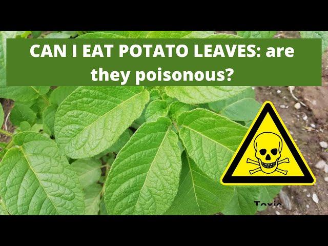 CAN I EAT POTATO LEAVES: are they poisonous?