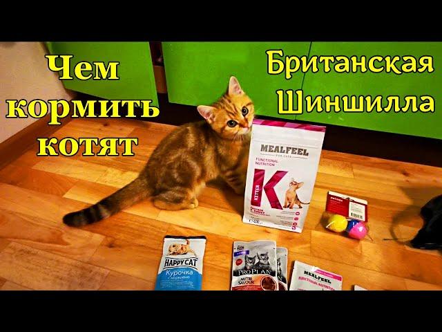 Чем кормить котёнка. Что ест котенок Британская Шиншилла! Как правильно кормить котенка.