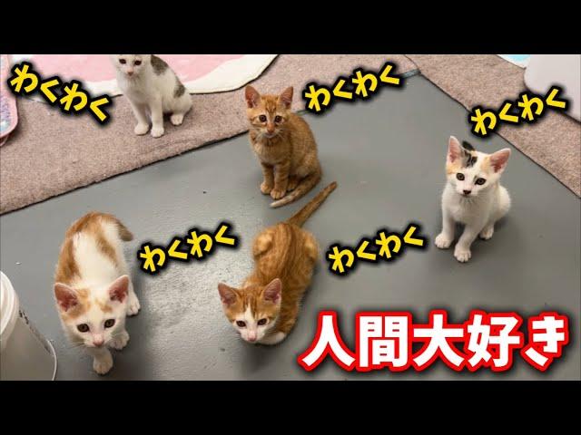 Kittens who love humans so much that they all wait for them to come in