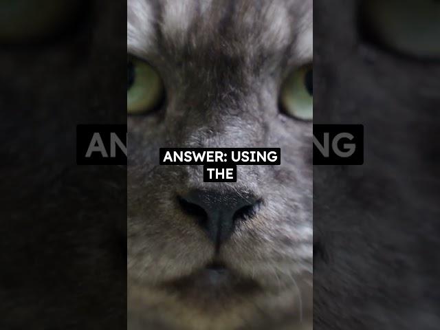 Question you can ask a CAT lover!