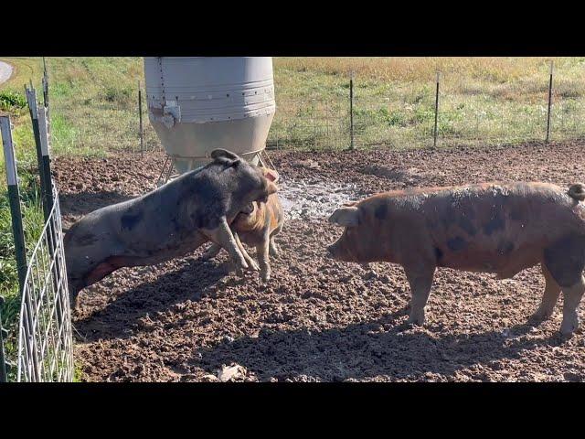 PIGS FIGHTING FOR THE RIGHT TO BREED. Pig breeding can be quite dangerous with these big animals.