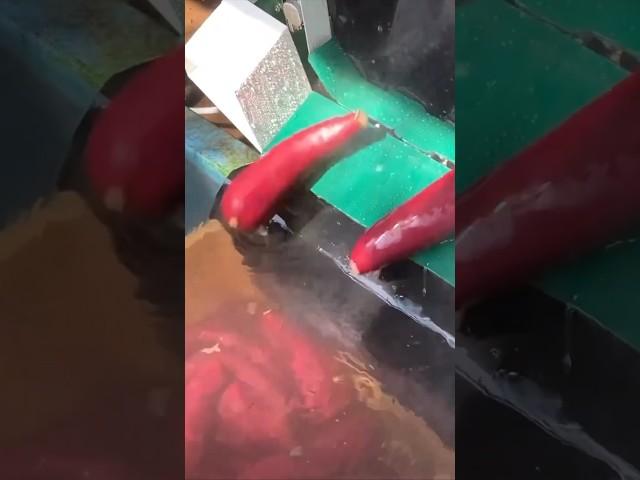 Sweet Potato Cleaning and Polishing Machine KNK-315WDTAN #shorts #agrimachinery