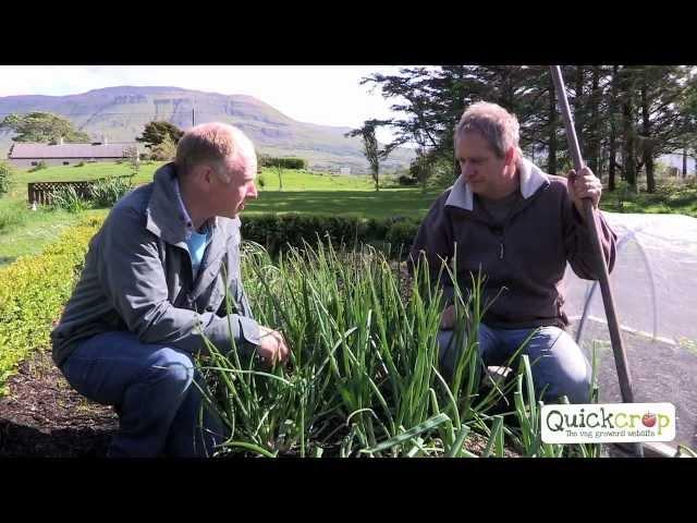 How To Grow Shallots the easy way