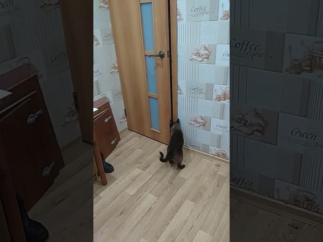 Самый умный кот в мире !!! Умные кошки Clever cats opening doors  Сиамский кот Тайский кот