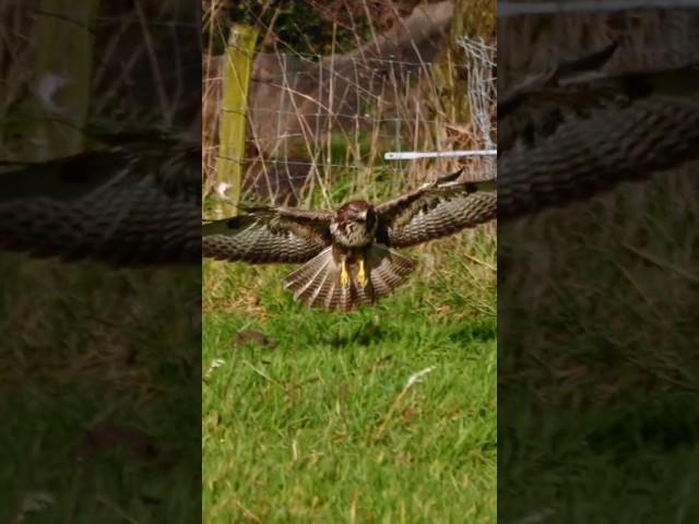 Buzzard Bird of prey #birds #nature #wildlife