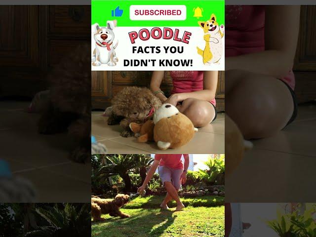 #facts 275: FACTS ABOUT DOGS YOU DIDN'T KNOW | Poodle Facts#shorts