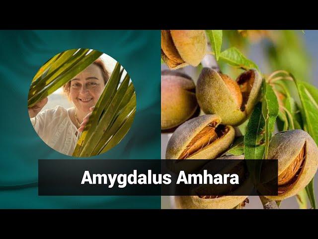 Разбор препарата АМИГДАЛЮС АМАРА AMYGDALUS AMHARA | Гомеопатия и здоровье