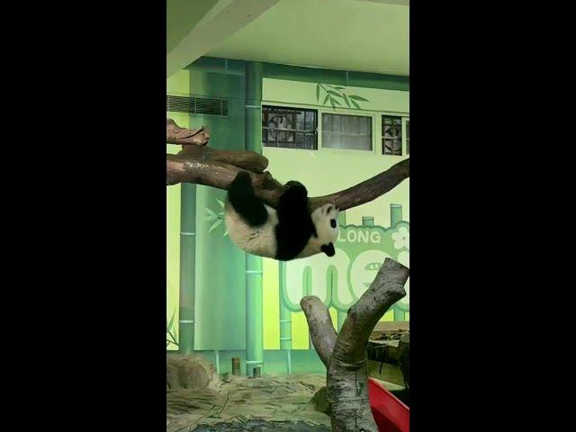 Sister pig needs help online! I really want to help #sister panda in Guangzhou Chimelong Wildlife W