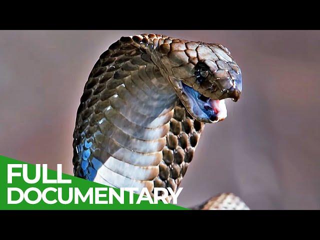 Spits & Stings | Animal Armory | Episode 5 | Free Documentary Nature