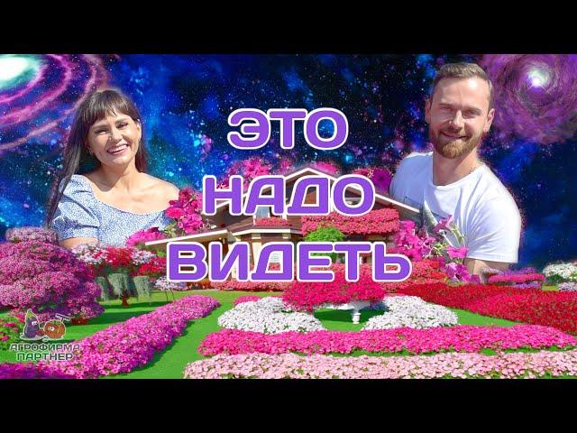 Сад мечты | Это надо видеть! | #петуния #дача