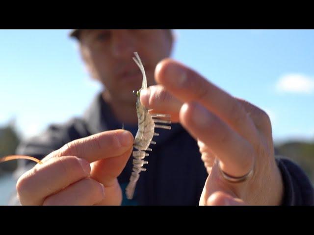 Which SHRIMP BAIT is the BEST? Top Shrimp Lures Ranked Best to Worst