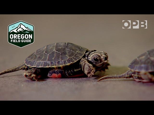 Rare colony of Western painted turtles near Portland | Oregon Field Guide