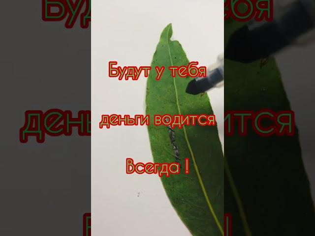 Бери Лавровый Лист и рисуй это!Ритуал на деньги. #молитва #шепоток #заговор