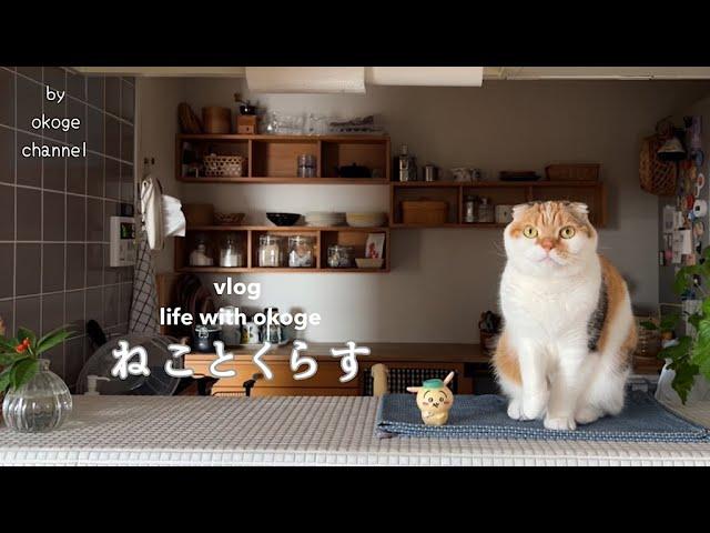 Daily life with cats starting with breakfast and cat day/MUJI/KALDI/niko and...cafe(CATVLOG)