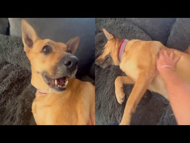 Pet Pranks | Hilarious Compilation! 