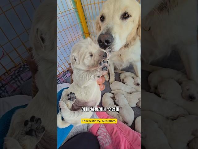 이놈이 우리가 키울 뽀끔이네~제일 못생겼어!!!! #남해 #리트리버 #강아지 #goldenretriever #dogbaby