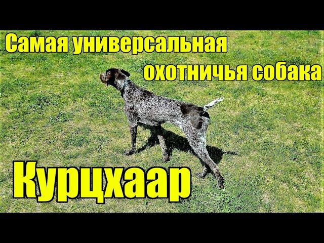 Немецкая легавая курцхаар. Самая универсальная охотничья собака.