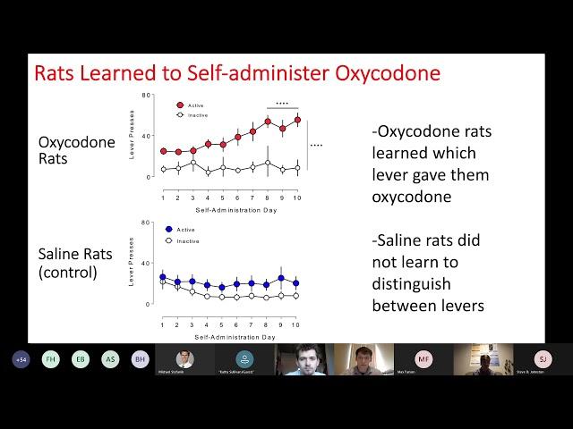 A1 Astrocytes in Oxycodone Addiction