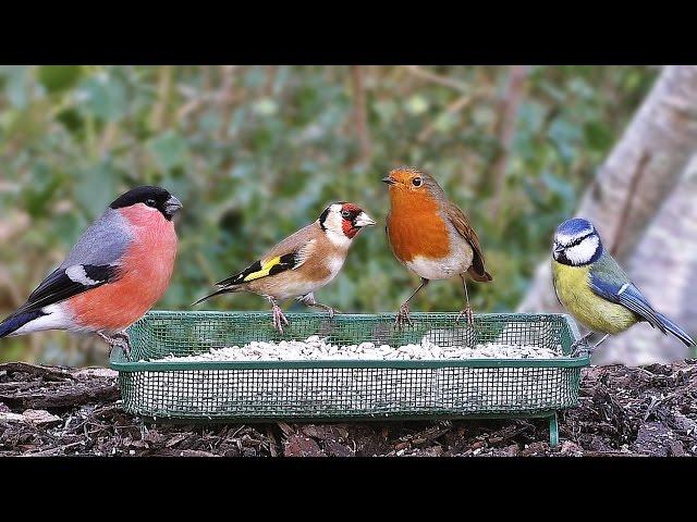 Birds in My January Garden : Bullfinch, Goldfinch, Linnet, Robin and Blue Tit