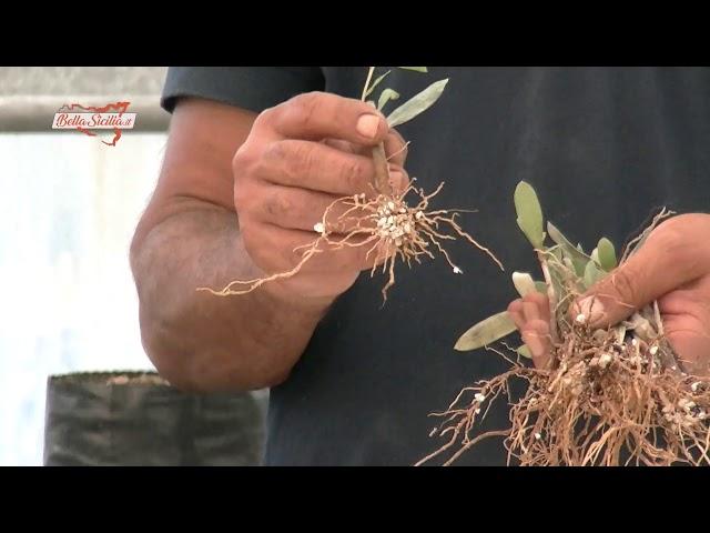 Come si riproduce la pianta di olivo