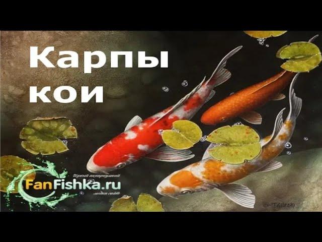 КАРПЫ КОИ содержание в пруду и аквариуме. Офигенный фильм!