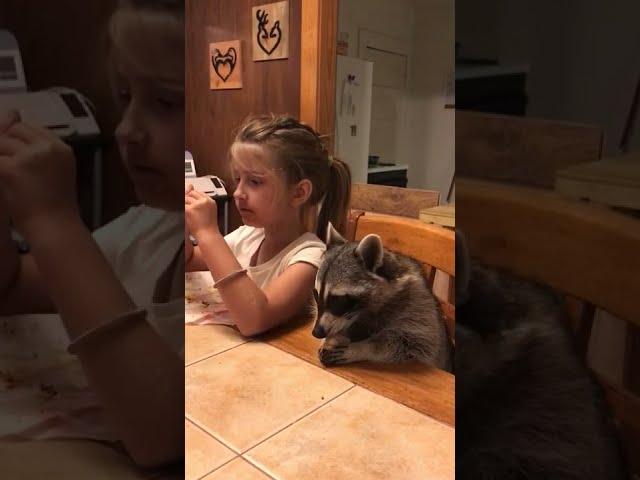 Hilarious Raccoon Devours Burrito for #NationalBurritoDay! #Shorts