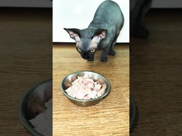 Sphynx cat eating