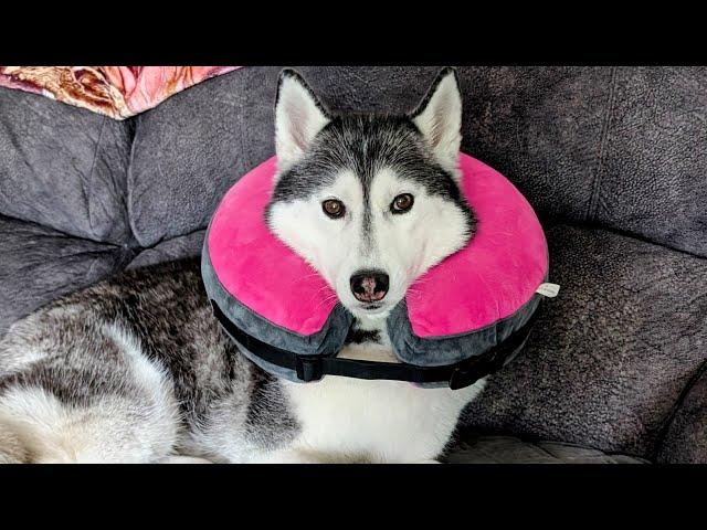 My Husky Has to Wear the CONE of Shame!