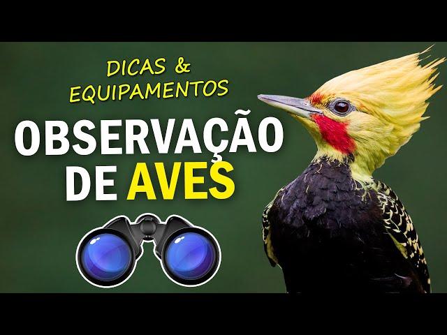 5 DICAS e EQUIPAMENTOS para OBSERVAR AVES NA NATUREZA | Descubra como identificar um passarinho!